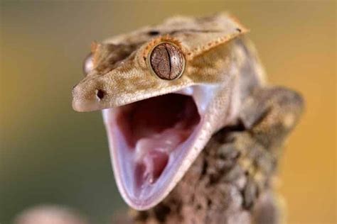 7 Reasons A Crested Gecko Is Opening Its Mouth Wide - Reptile Scout