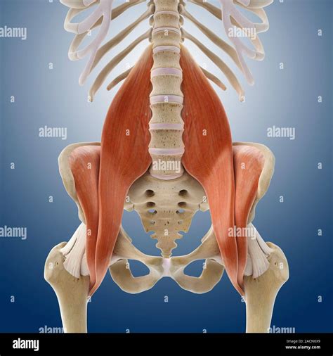 Iliopsoas Muscles Computer Artwork Of An Anterior Frontal View Of