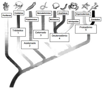 Quest O O Esquema Abaixo Representa A Filogenia Dos Animais Fonte