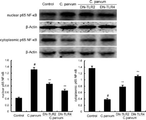 C Parvum Activates NF KB In Bovine Intestinal Epithelial Cells Via