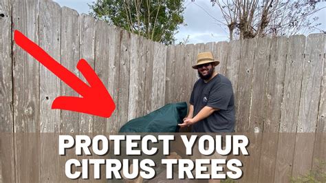 Winter Care For Citrus Trees Protecting Against Frost 🍊🌬️ Youtube