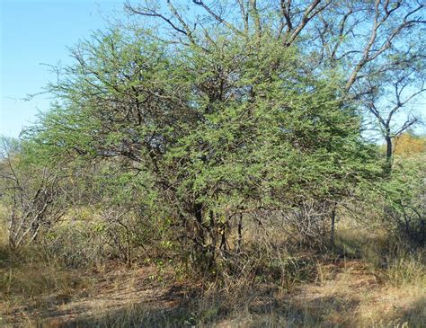 Black Thorn Acacia Mellifera Feedipedia