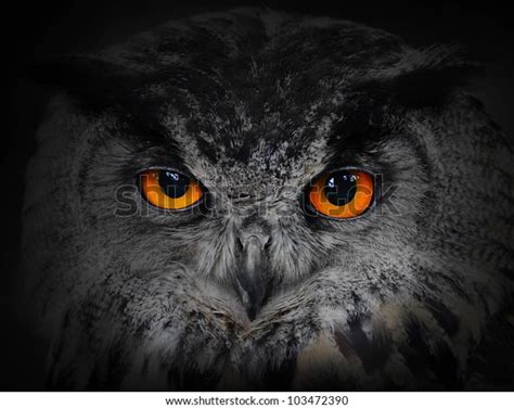 18888 Horror Owl Images Stock Photos And Vectors Shutterstock