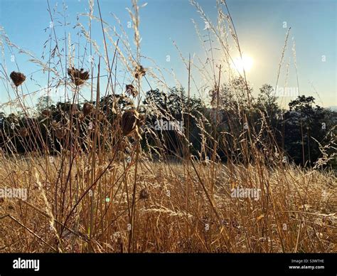 Weeds In A Field Hi Res Stock Photography And Images Alamy