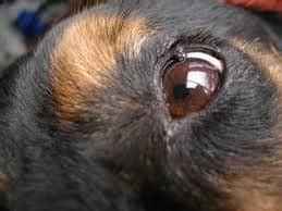 Expert Answers on Treating Styes in Dogs' Eyes | JustAnswer