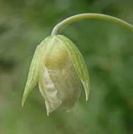 CNPLX: Calochortus albus - Nursery and Seed Sources