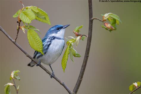 Cerulean Warbler 16