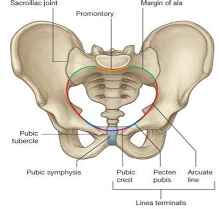 reproductive anatomy Flashcards | Quizlet