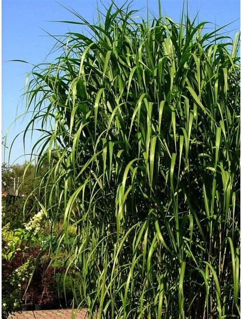 Miscanthus X Giganteus Miskant Olbrzymi Ubicaciondepersonas Cdmx Gob Mx