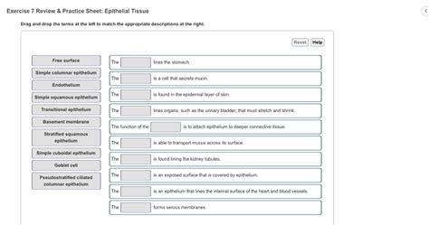 Exercise 7 Review And Practice Sheet Epithelial Tissue 34 Pages Solution