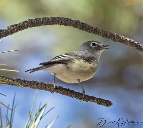 Plumbeous Vireo Plumbeous Ebird