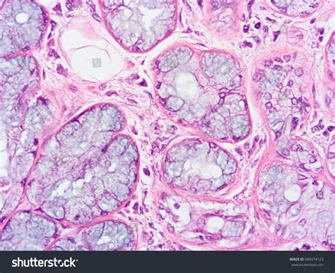 Histology Human Salivary Gland Tissue Show Stock Photo 680374123