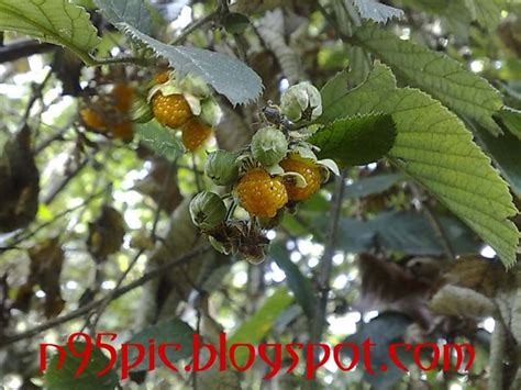 Aaiselu (edible wild yellow berries) | My n95 Pictures