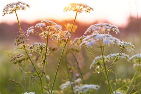 10 Weeds With White Flowers: How to Identify and Remove