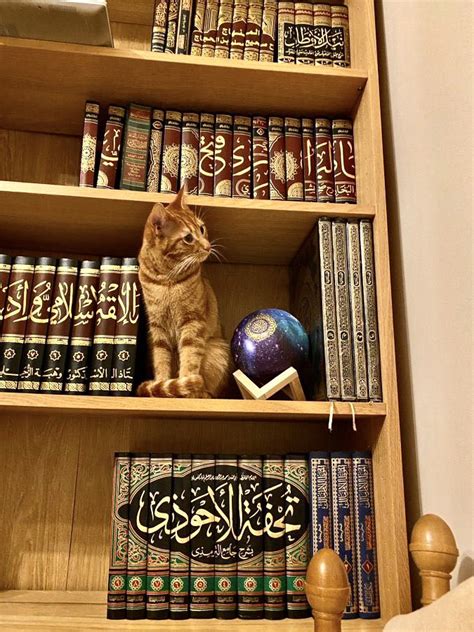 かーまち誰かRRRの話して on Twitter RT BaytAlFann 12 Cat on a bookshelf