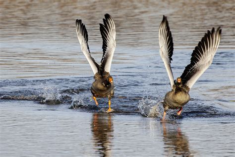 Greylag Geese Flapping Lake Free Photo On Pixabay Pixabay