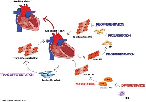 Cell States Regeneration, Differentiation & Dedifferentiation – Foo Lab