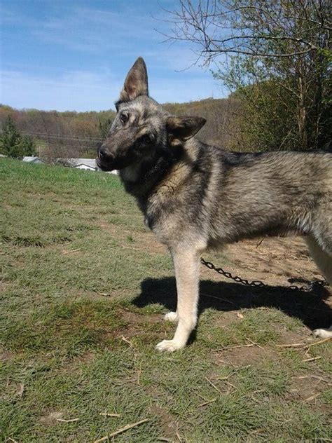 Coyote German Shepherd Mix Puppies