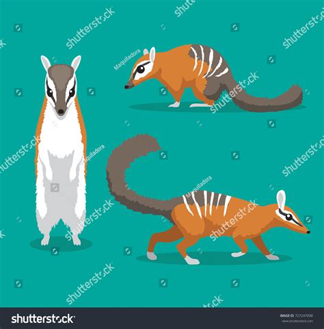 Cute Numbat Cartoon Vector Illustration Royalty Free Stock Vector