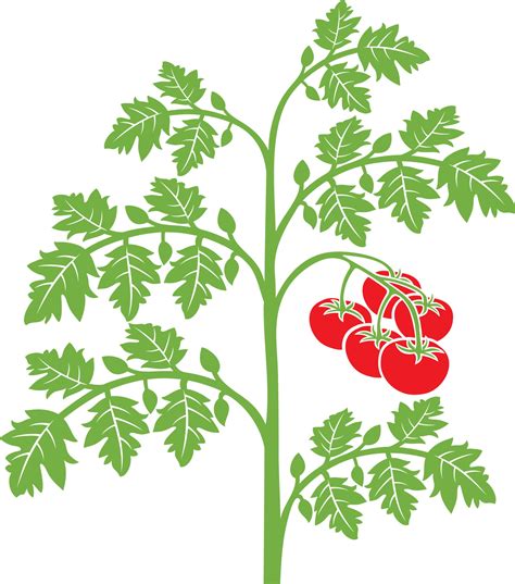 Tomato Plant With Leaves 3495656 Vector Art At Vecteezy