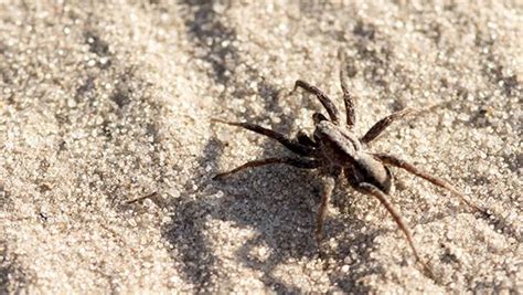 How To Prevent Wolf Spiders Around Your Frisco Home