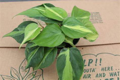 Philo Brazil Tri State Foliage In House Availability