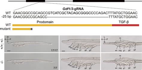 Figures And Data In Evolution Of The Gene Regulatory Network Of Body Axis By Enhancer Hijacking