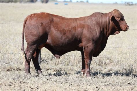 Dangarfield Santa Gertrudis Bull Sale Topx Australia