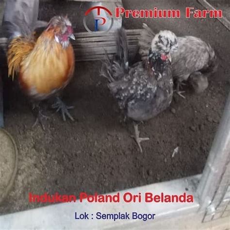 Jual Ayam Poland Ori Belanda Ayam Jambul Usia 6 Bulan Ayam Hias