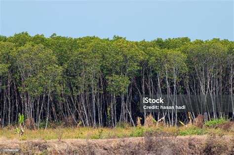 Swamp Forests Mangrove Plants And Avicennia Marina Stock Photo ...