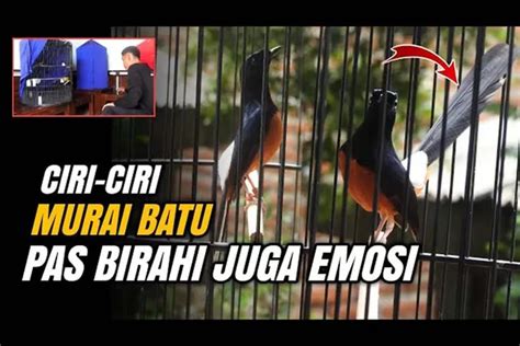 Cek Perbedaan Murai Batu Saat Birahi Dan Emosi Kicau Mania Wajib Tahu