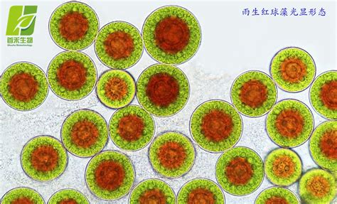 雨生红球藻提取物虾青素 雨生红球藻提取物 含量齐全 Astaxanthin 阿里巴巴