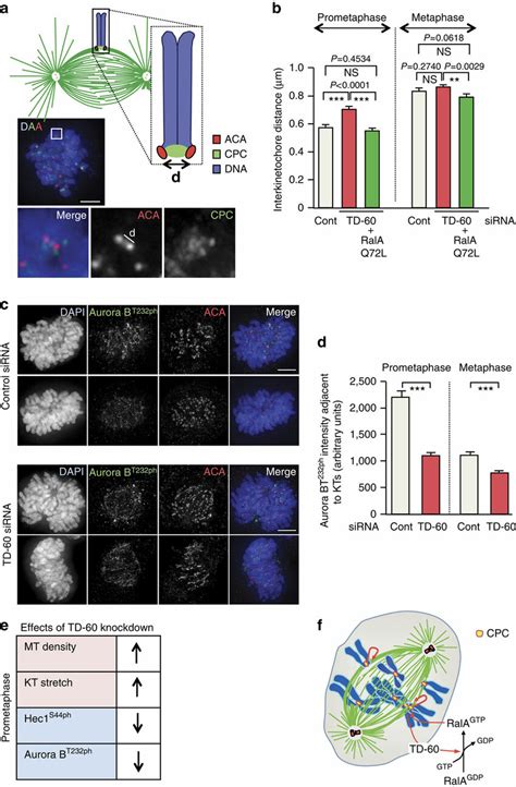 Td Depletion Affects Prometaphase Aurora B Activity And Kinetochore