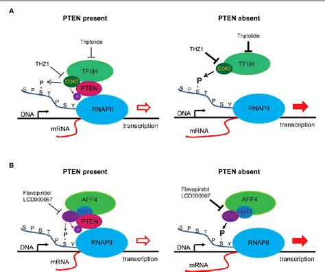 Figure 4 1 From Pten Affects Gene Expression And Histone Modifications And Plays A Role In The