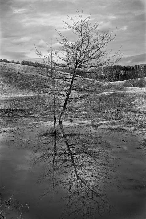 Banco De Imagens Panorama Mar árvore Agua Natureza Ramo Neve