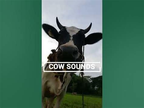 COW SOUNDS | Learn Animals with Kiddopedia #Shorts