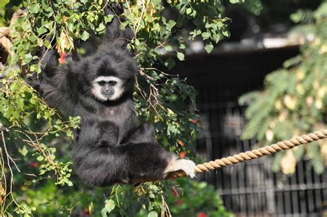 Lar Gibbon Hylobates Lar Zoochat