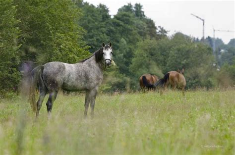 Kreuzverschlag Beim Pferd Ursachen Und Behandlung