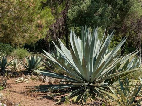 So kann man Agave überwintern Pflege und Überwinterung