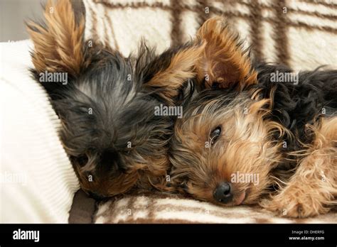 Yorkshire Terrier Puppies Hi Res Stock Photography And Images Alamy