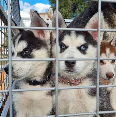 Siberian Husky Cambridge Park Petsforhomes