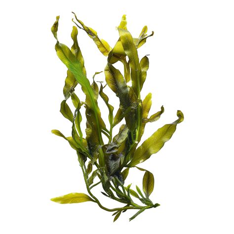 Potamogeton lucens Plant on Transparent Background 47084130 PNG