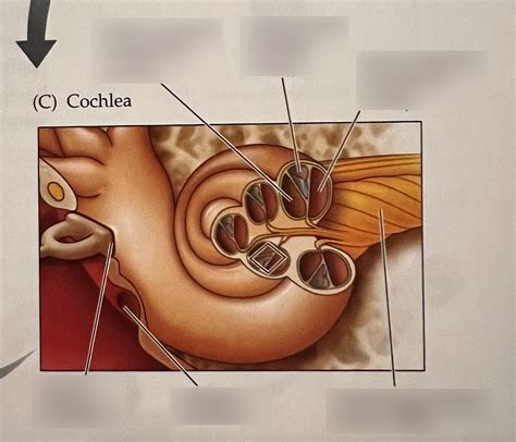 Cochlea Diagram Quizlet