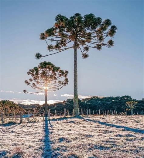 Cidade De Santa Catarina Registra C Menor Temperatura Do Ano No