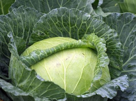 The 6 Essential Health Benefits Of Cabbage YeyeLife