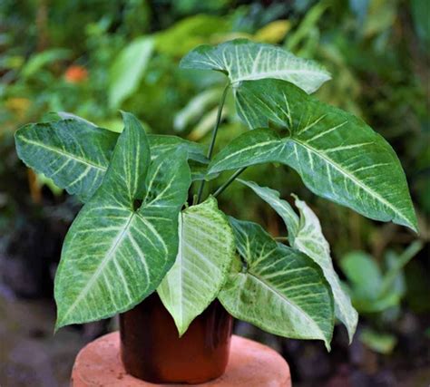 Sing Nio Ponta De Flecha Syngonium Podophyllum Mudas Mercadolivre