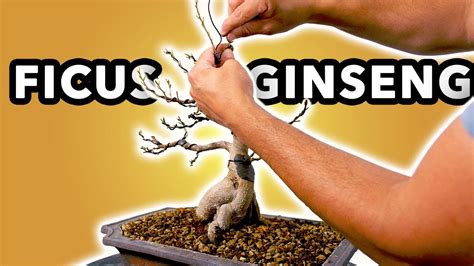 COMMENT REMPOTER Et METTRE EN FORME Un FICUS GINSENG YouTube