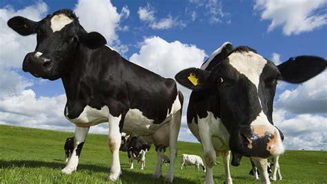 Ahdb Dairy Predicts Further Growth In Milk Prices Farmers Weekly