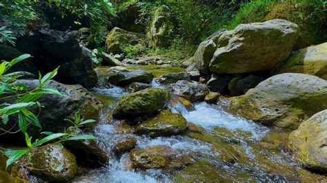 Crystal Clean Spring Water Under The Big Forest Birds Chirping Nature