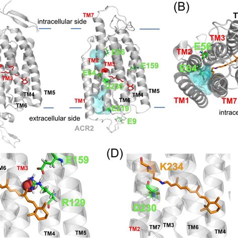 Homology Model Structure Of Acr2 A Crystal Structure Of The Chimeric